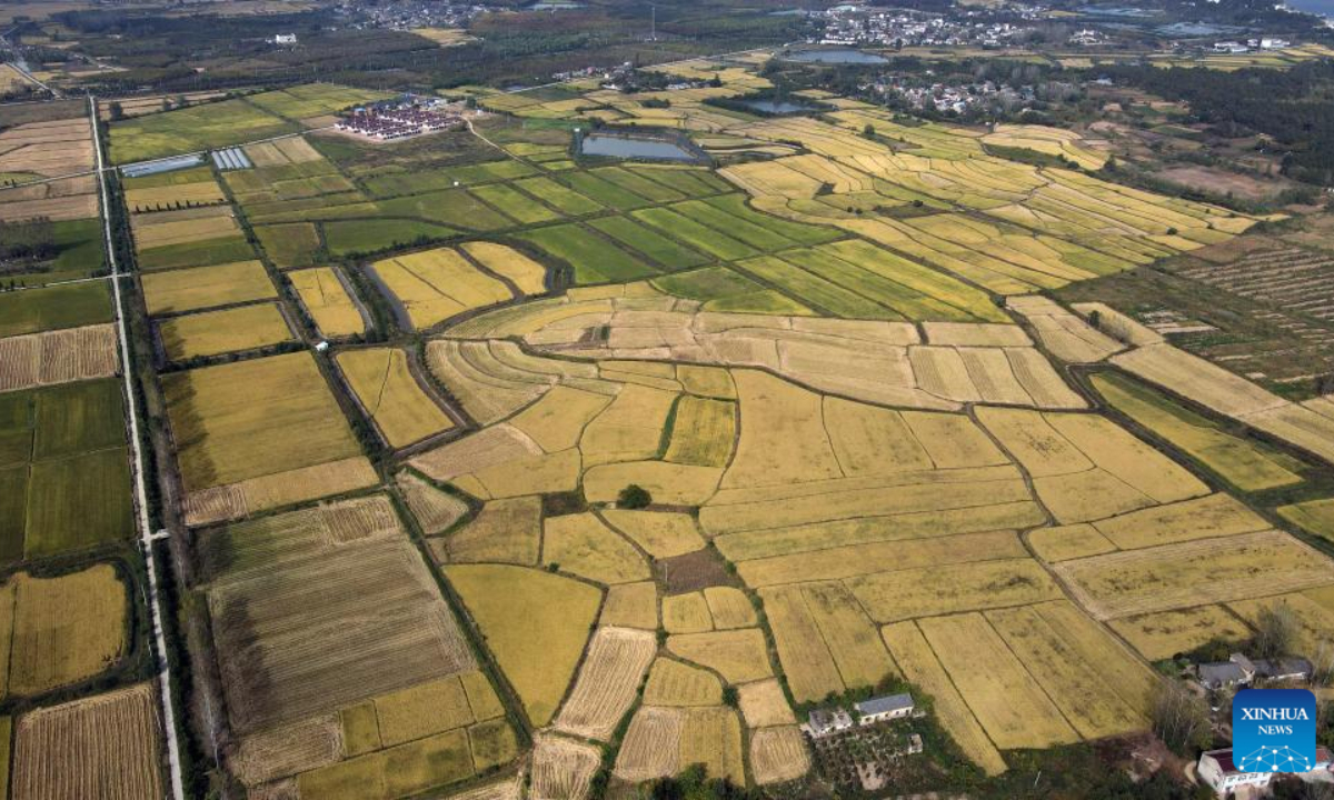 Aerial photo taken on Sep 29, 2022 shows paddy fields in Gucheng Town of Hefei, east China's Anhui Province. Photo:Xinhua