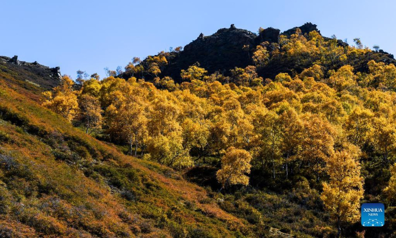 Photo taken on Oct. 2, 2022 shows the autumn scenery of Daqing Mountain in Wuchuan County of Hohhot, north China's Inner Mongolia Autonomous Region. (Xinhua/Lian Zhen)