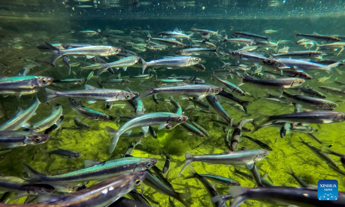 Photo taken on June 19, 2022 shows the Kanglang white minnow, or Anabarilius grahami at an aquatic product breeding base in Yiliang County, southwest China's Yunnan Province. Photo:Xinhua