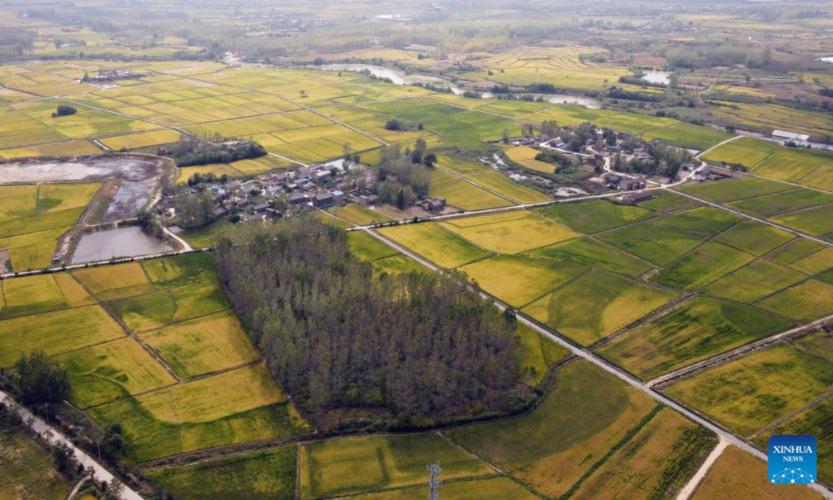 Aerial photo taken on Sep 29, 2022 shows paddy fields in Gucheng Town of Hefei, east China's Anhui Province. Photo:Xinhua