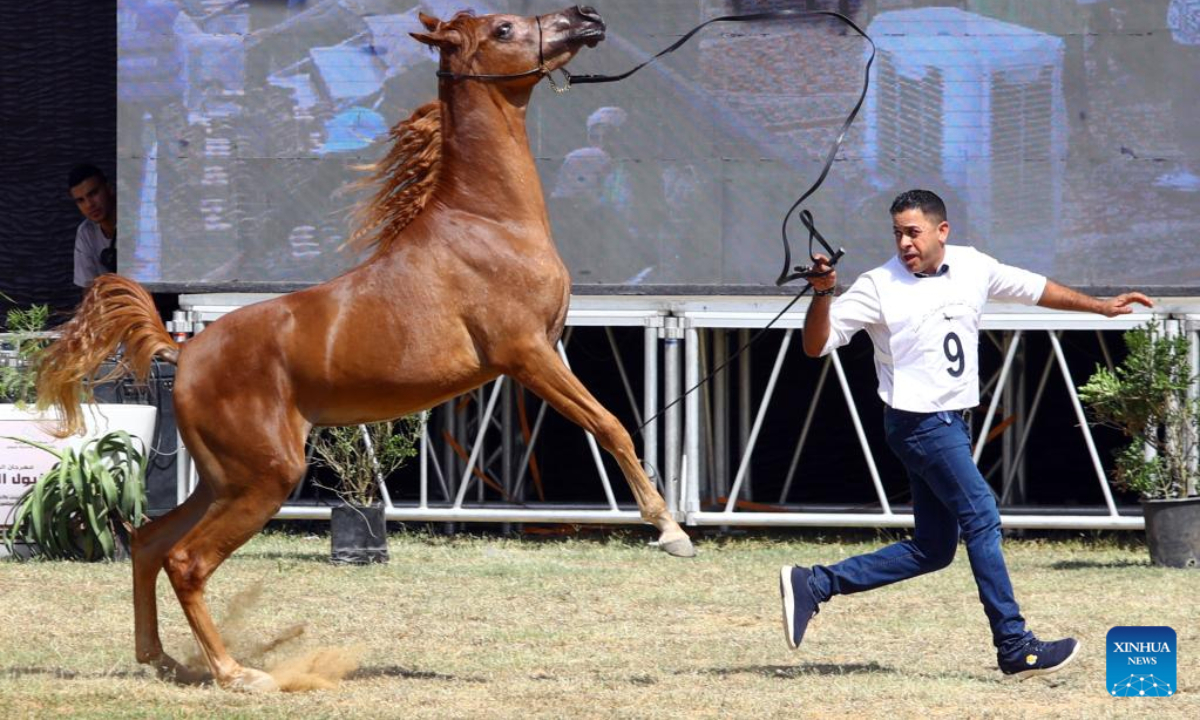 A breeder leads a horse at an Arabian horse beauty contest during the Sharqia Arabian Horses Festival in Sharqia province, Egypt, Sep 29, 2022. The two-day horses festival started on Thursday here with the participation of 96 Arabian horses. Photo:Xinhua