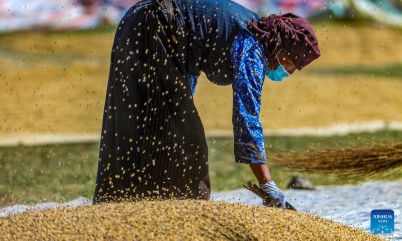 A villager winnows highland barley in Jangraxar Township, Lhunzhub County of Lhasa, southwest China's Tibet Autonomous Region, Sept. 21, 2022. (Xinhua/Jiang Fan)