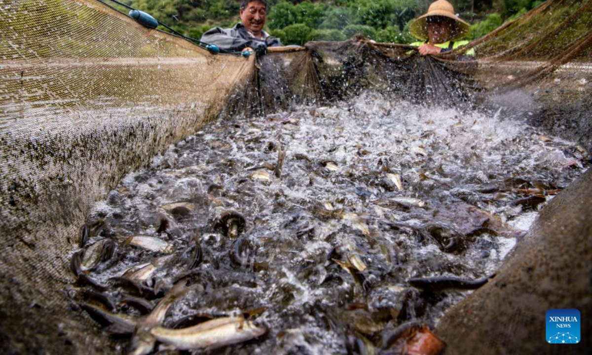 Photo taken on June 19, 2022 shows workers catching indigenous fish at an aquatic product breeding base in Yiliang County, southwest China's Yunnan Province. Photo:Xinhua