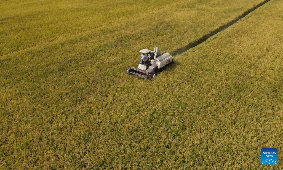 Aerial photo taken on Sep 29, 2022 shows paddy fields in Gucheng Town of Hefei, east China's Anhui Province. Photo:Xinhua