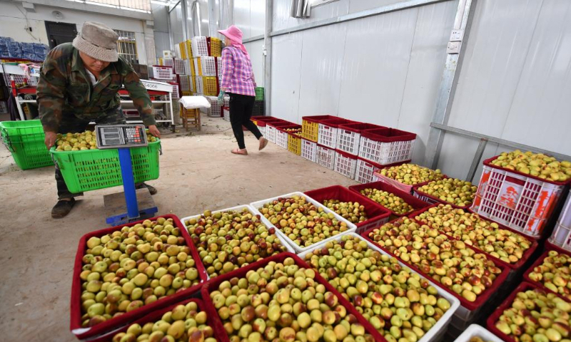 A staff member weighs a basket of harvested winter jujubes at a specialized farmer cooperative in Xiaopo Village of Dali County, northwest China's Shaanxi Province, Sept. 22, 2020. (Xinhua/Zhang Bowen)