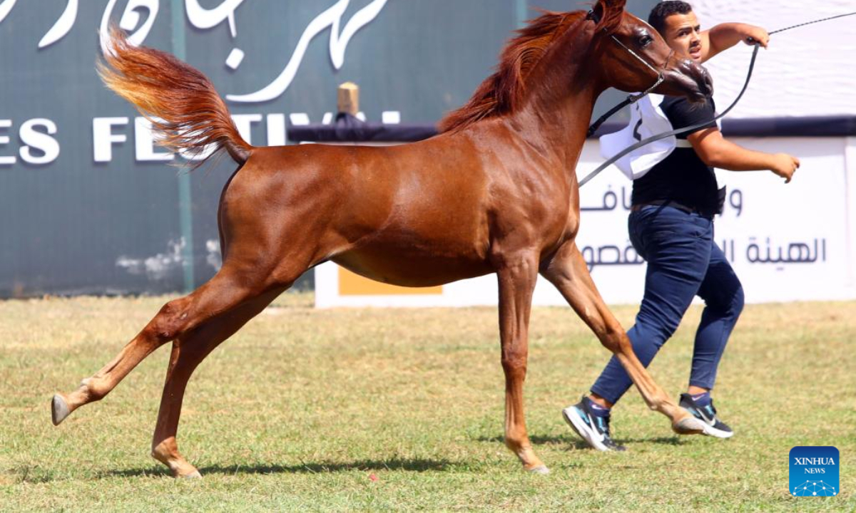 A breeder leads a horse at an Arabian horse beauty contest during the Sharqia Arabian Horses Festival in Sharqia province, Egypt, Sep 29, 2022. The two-day horses festival started on Thursday here with the participation of 96 Arabian horses. Photo:Xinhua