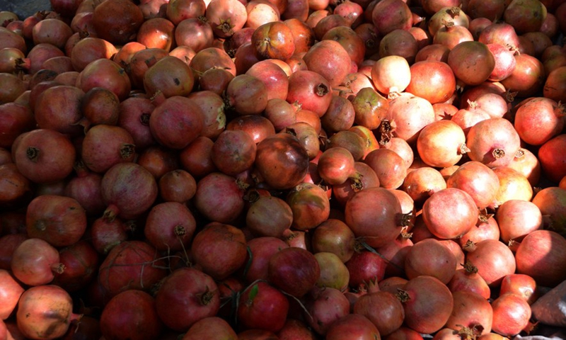 Photo taken on Sept. 24, 2022, shows pomegranates harvested in an orchard in Kandahar province, Afghanistan.Photo:Xinhua