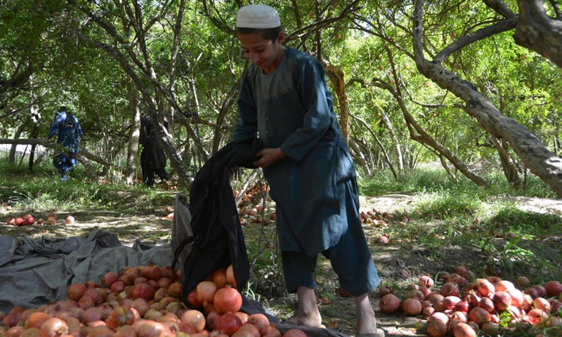 A farmer unloads pomegranates at an orchard in Kandahar Province, Afghanistan, Sept. 24, 2022.Photo:Xinhua