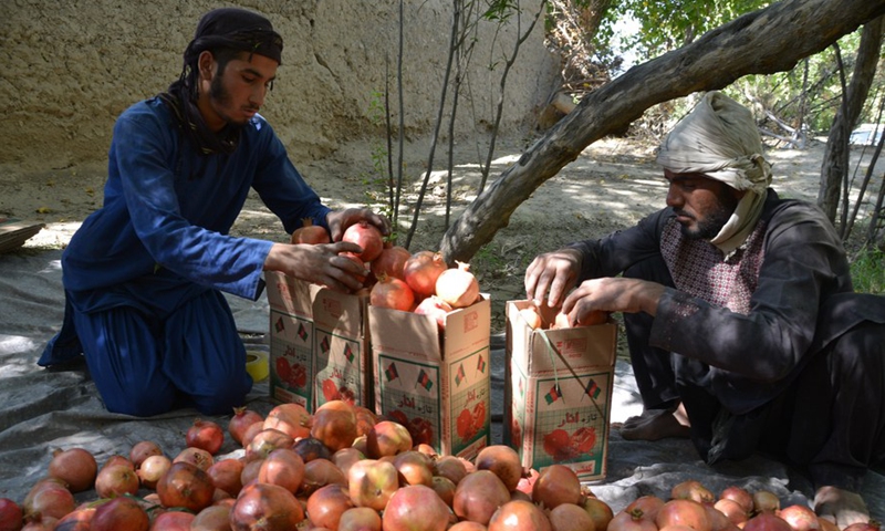 Afghan farmers package pomegranates in an orchard in Kandahar province, Afghanistan, Sept. 24, 2022.Photo:Xinhua