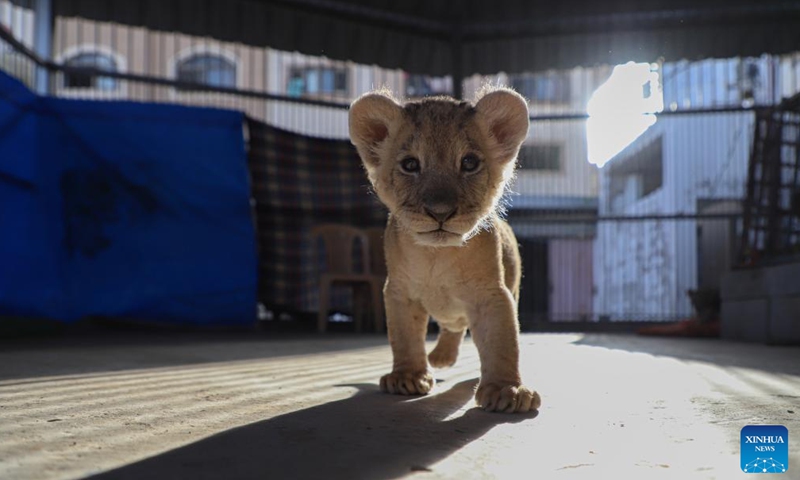 A lion cub is seen at Namaa Zoo in the northern Gaza Strip on Sept. 25, 2022.Photo:Xinhua