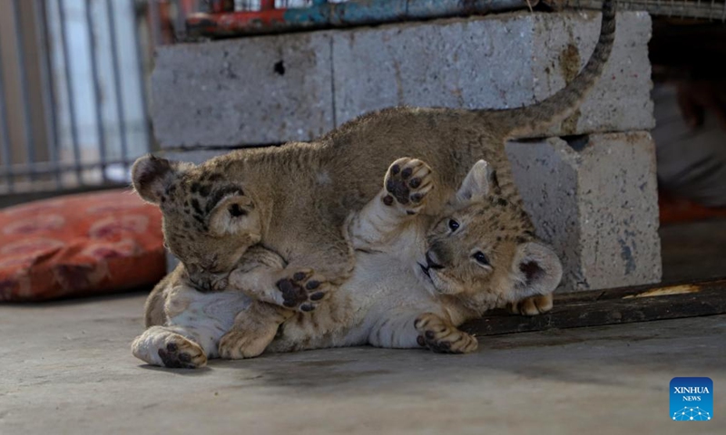 Two lion cubs are seen at Namaa Zoo in the northern Gaza Strip on Sept. 25, 2022.Photo:Xinhua