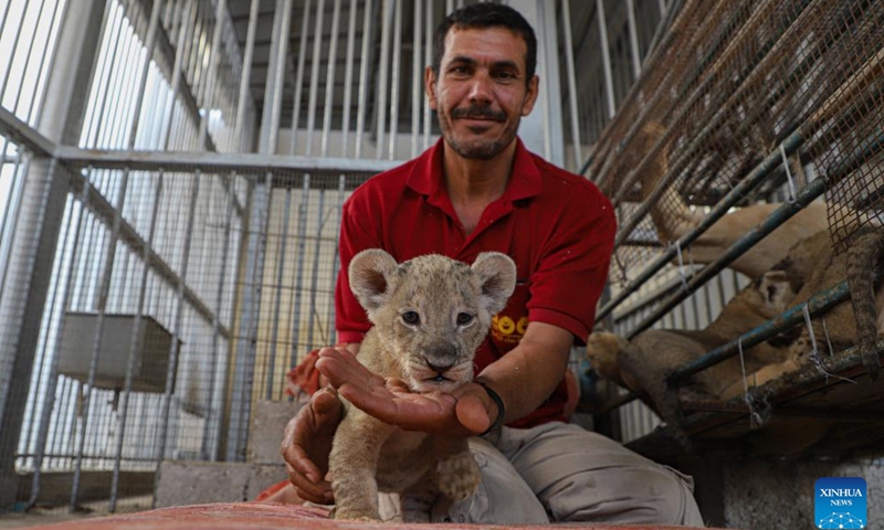 Keeper Mahmoud Al-Muzain poses with a lion cub at Namaa Zoo in the northern Gaza Strip on Sept. 25, 2022.Photo:Xinhua