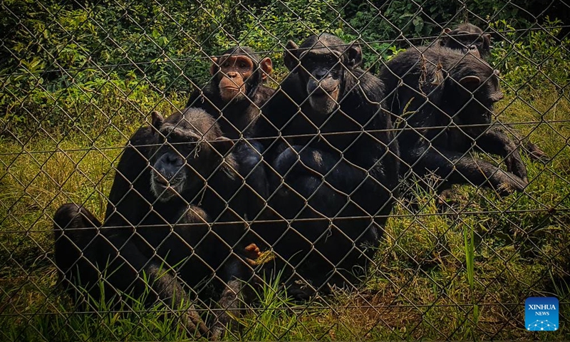 Photo taken on Aug. 27, 2022 shows gorillas at the Virunga National Park in the northeastern Democratic Republic of the Congo (DRC).Photo:Xinhua