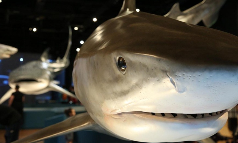 An immersive blockbuster exhibition featuring sharks was unveiled in the Australian Museum on Sept. 24, 2022, in Sydney, Australia.Photo:Xinhua