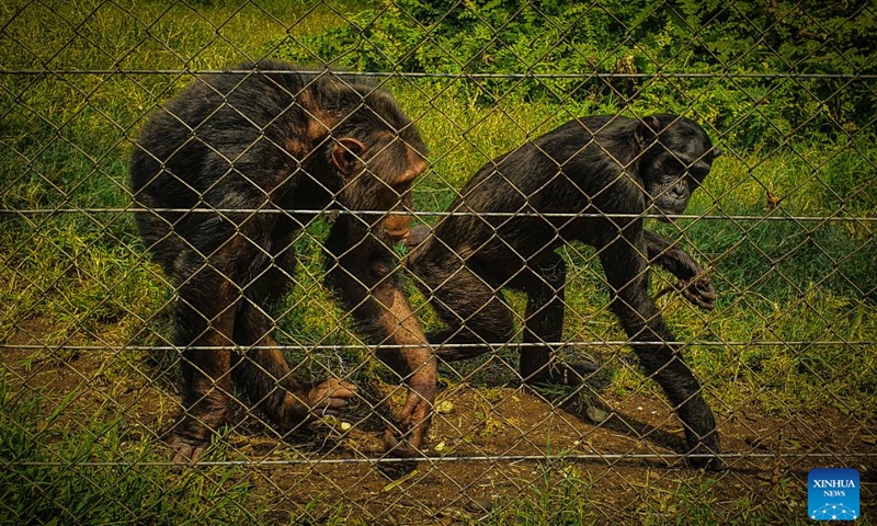 Photo taken on Aug. 27, 2022 shows gorillas at the Virunga National Park in the northeastern Democratic Republic of the Congo (DRC).Photo:Xinhua