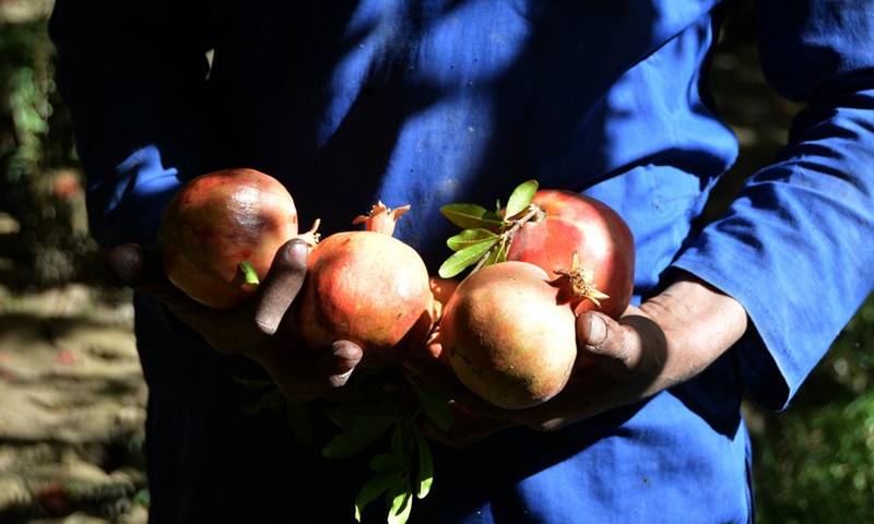 A farmer presents pomegranates at an orchard in Kandahar Province, Afghanistan, Sept. 24, 2022.Photo:Xinhua