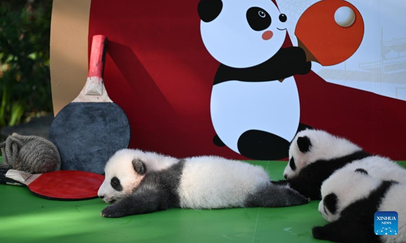 Newborn giant panda cubs are pictured at the Chengdu Research Base of Giant Panda Breeding in Chengdu, southwest China's Sichuan Province, Sept. 28, 2022. Thirteen panda cubs, all born this year, on Wednesday met the public at the breeding base in Chengdu, capital of southwest China's Sichuan Province.(Photo: Xinhua)