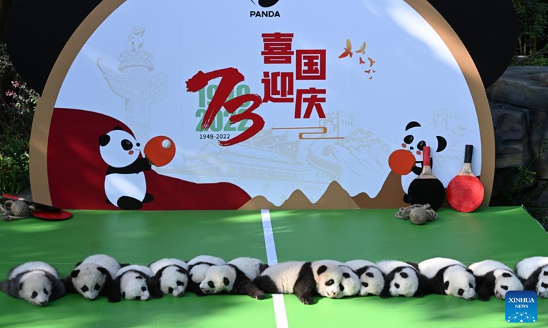 Newborn giant panda cubs are pictured at the Chengdu Research Base of Giant Panda Breeding in Chengdu, southwest China's Sichuan Province, Sept. 28, 2022. Thirteen panda cubs, all born this year, on Wednesday met the public at the breeding base in Chengdu, capital of southwest China's Sichuan Province.(Photo: Xinhua)