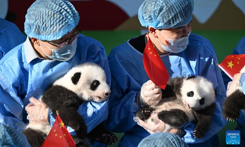 Newborn giant panda cubs held by staff members make public appearance at the Chengdu Research Base of Giant Panda Breeding in Chengdu, southwest China's Sichuan Province, Sept. 28, 2022.(Photo: Xinhua)