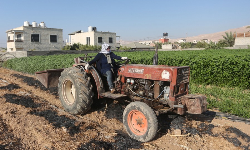 Palestinian female farmer Etihad Ayyad, who has recently gained the first-ever tractor license in the Palestinian territories, is driving a tractor in a field in the West Bank city of Jericho, on Sept. 24, 2022.(Photo: Xinhua)