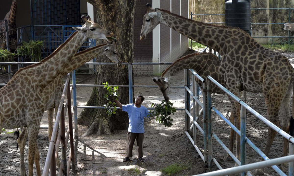 A zookeeper feeds giraffes at the Bangladesh National Zoo in Dhaka, Bangladesh, on Oct. 4, 2022. (Xinhua)
