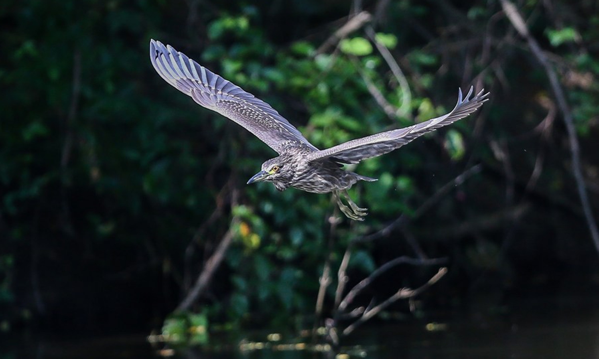 A night heron flies to catch fish in Bulacan Province, the Philippines, Oct. 4, 2022. (Xinhua/Rouelle Umali)

