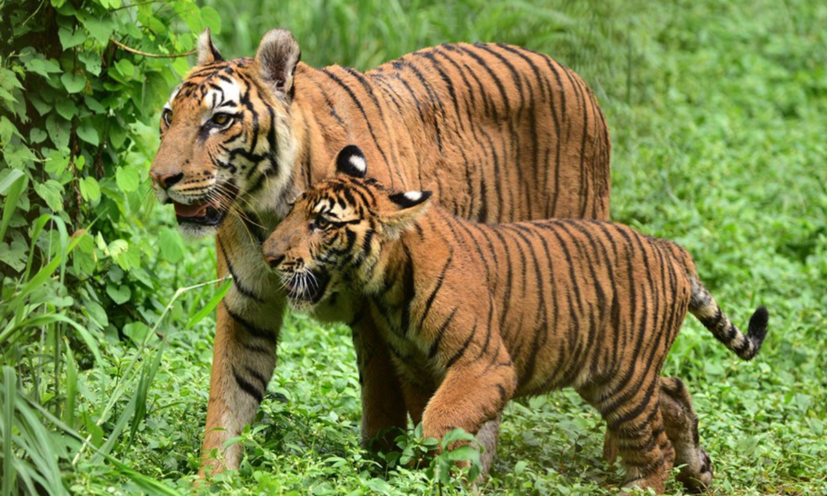 A tigress is pictured with her cub in an enclosure at Assam State Zoo cum Botanical Garden in Guwahati, India's northeastern state of Assam, Oct. 4, 2022. (Str/Xinhua)