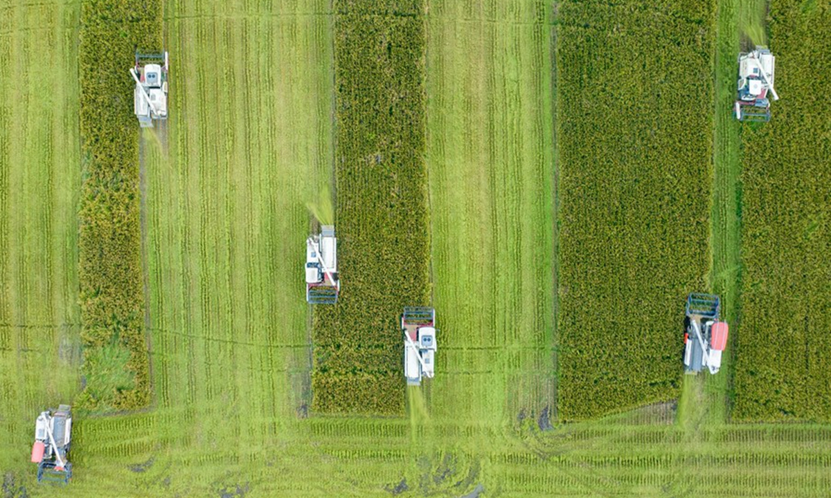 Aerial photo taken on Oct. 3, 2022 shows harvesters working in the fields in Hai'an, east China's Jiangsu Province. (Photo by Zhai Huiyong/Xinhua)