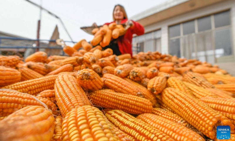 A villager dries corn in Nianyuchi Village of Zunhua, north China's Hebei Province, Oct. 5, 2022.(Photo: Xinhua)