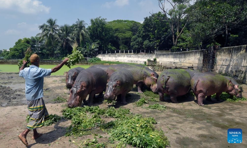 A zookeeper feeds hippopotamuses at the Bangladesh National Zoo in Dhaka, Bangladesh, on Oct. 4, 2022, the World Animal Day.Photo:Xinhua