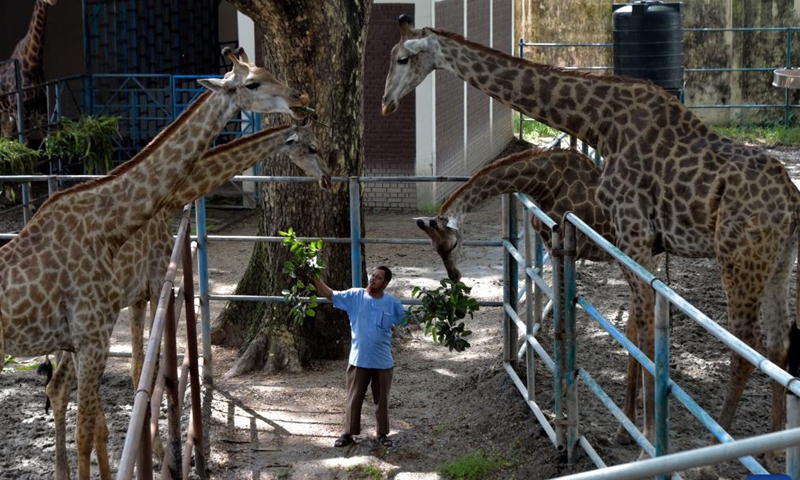 A zookeeper feeds giraffes at the Bangladesh National Zoo in Dhaka, Bangladesh, on Oct. 4, 2022, the World Animal Day.Photo:Xinhua