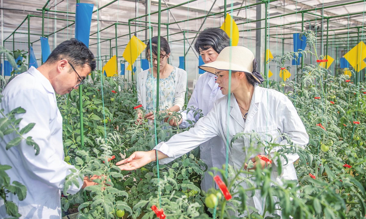 Research fellows from CAAS check experimental plants at breeding institute in Xiding, Northwest China's Gansu Province. Photo: VCG