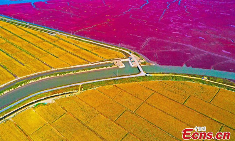 Golden rice harvest and a crimson red wetland covered with blossoming seepweed add beauty to rice field in the fall in Panjin, northeast China's Liaoning Province.Photo:China News Service