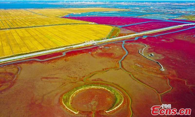 Golden rice harvest and a crimson red wetland covered with blossoming seepweed add beauty to rice field in the fall in Panjin, northeast China's Liaoning Province.Photo:China News Service