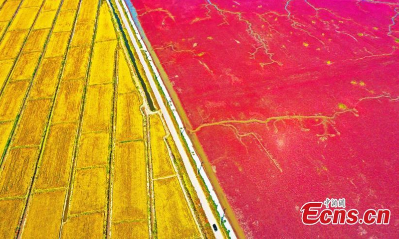 Golden rice harvest and a crimson red wetland covered with blossoming seepweed add beauty to rice field in the fall in Panjin, northeast China's Liaoning Province.Photo:China News Service