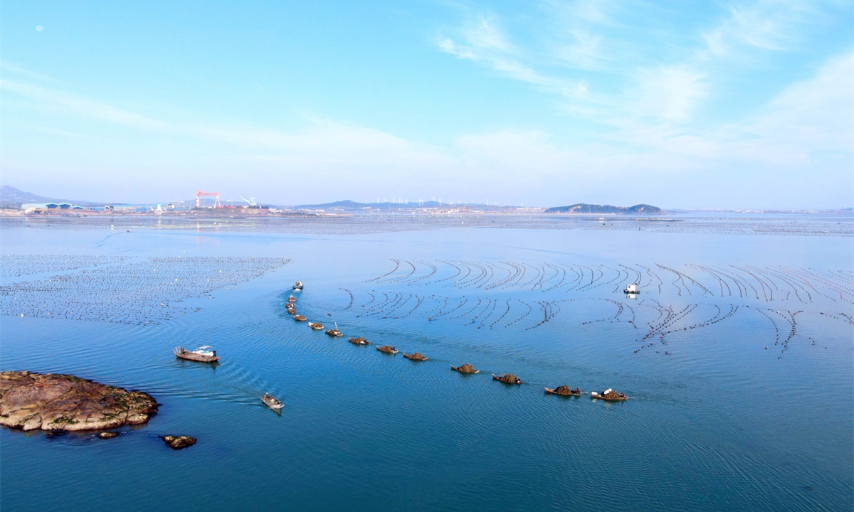 Workers sail out to harvest oysters at an aquafarm in Rongcheng, East China's Shandong Province, on October 13, 2022. Rongcheng has about 560,000 mu (37,333 hectares) of aquaculture facilities with nearly 40 varieties of food, such as sea cucumber, abalone and oyster. Aquaculture has become a pillar industry in Rongcheng. Photo: cnsphoto