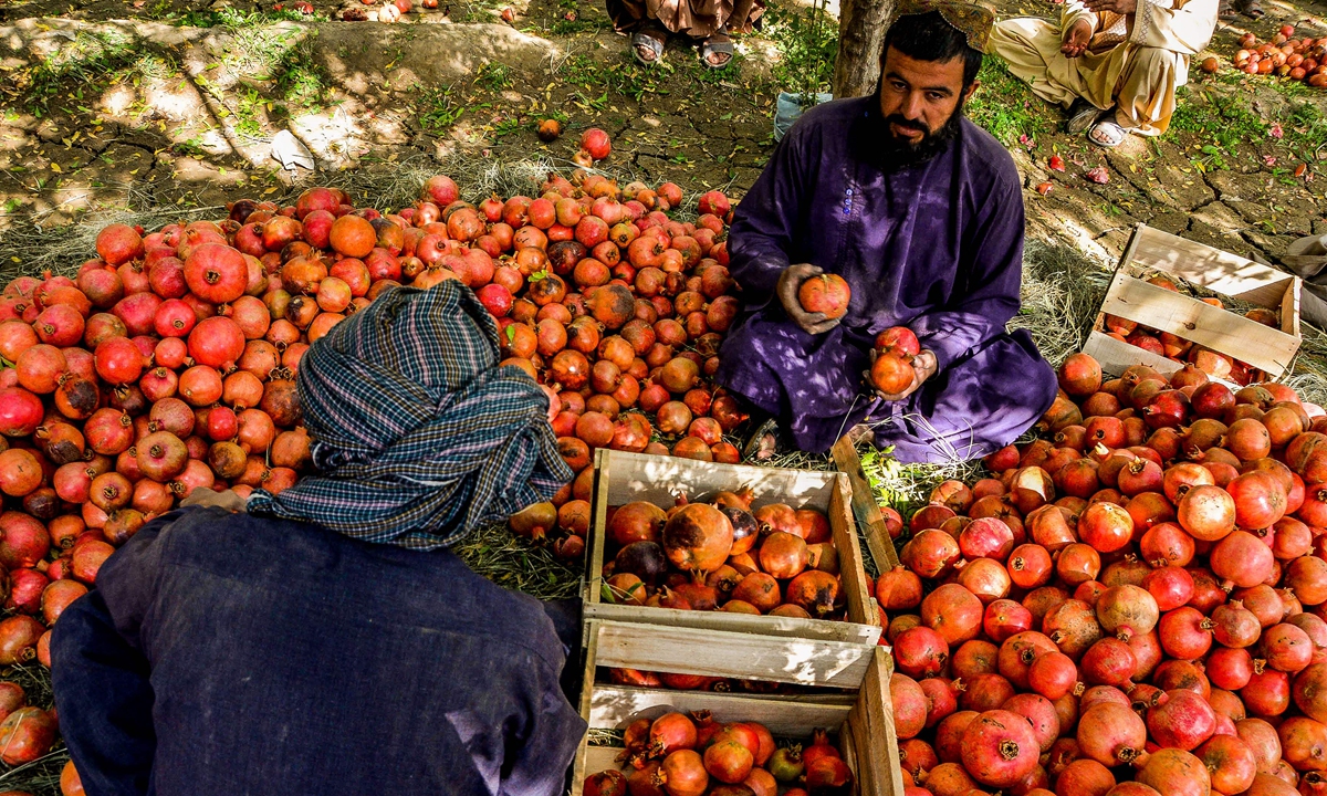 Afghan workers pack pomegranate fruit to be retailed at a plantation on the outskirts of Kandahar, Afghanistan, on October 9, 2022. Afghanistan can be considered the 