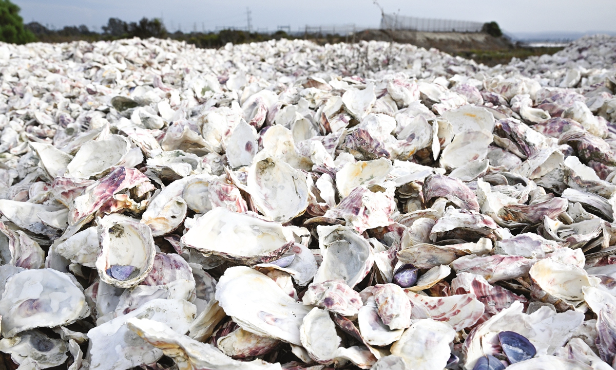 Piles of old bleached oyster shells cover the ground in Chula Vista, California.Small birds land on reef balls made from a mixture of cement, sand and crushed oyster shells, looking for food at the South Bay Native Oyster Living Shoreline Project, on September 30, 2022, in California. Photos: AFP