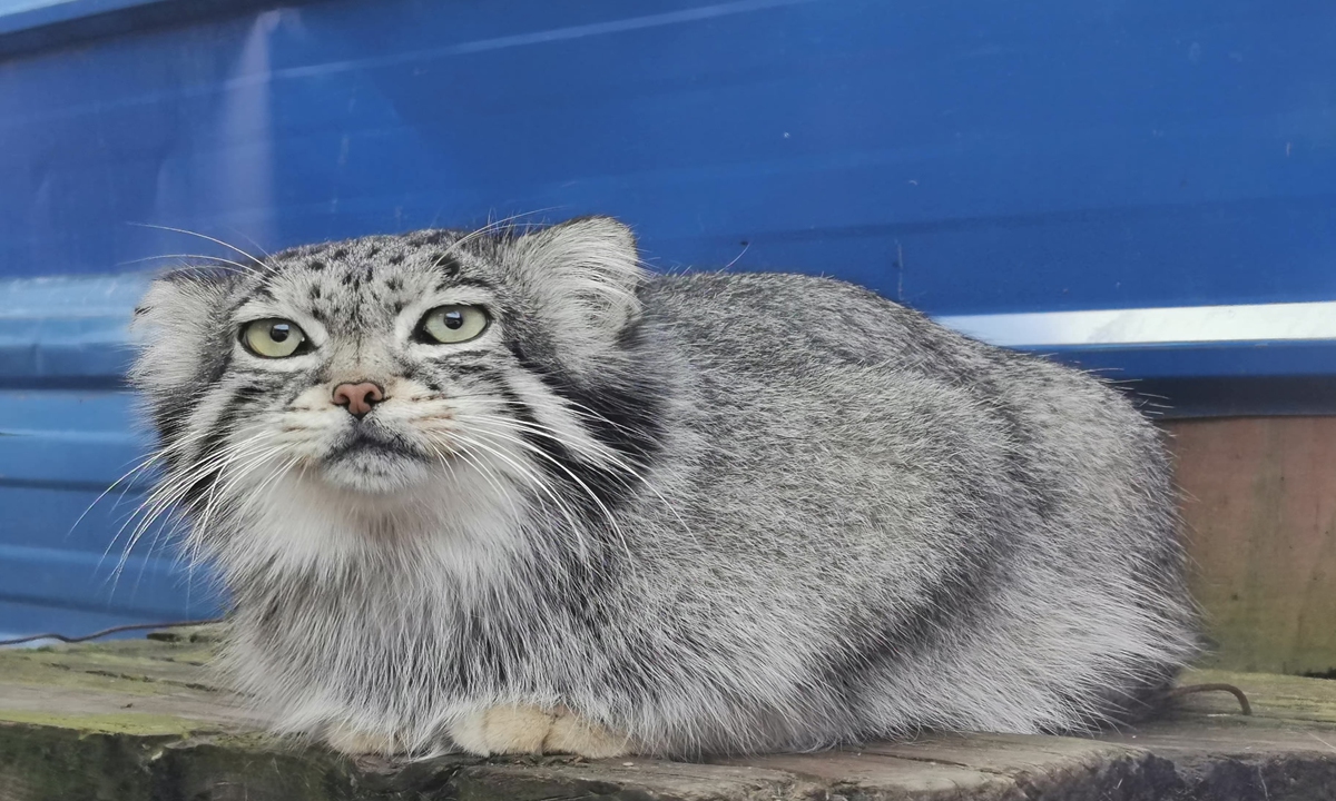  Sunsimiao,China's only captive male Pallas's cat,used to live in Xinin Wildlife Park in Northwest China's Qinghai Province. Photo:official Weibo account of Xining Wildlife Park 