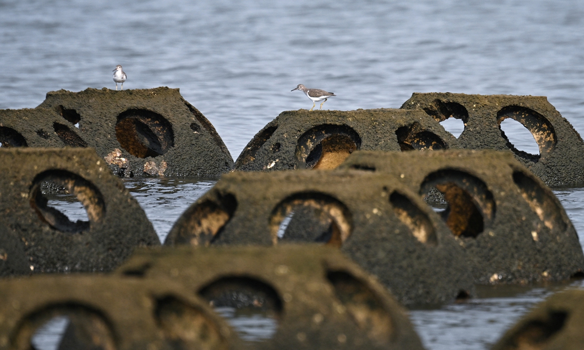 Piles of old bleached oyster shells cover the ground in Chula Vista, California.Small birds land on reef balls made from a mixture of cement, sand and crushed oyster shells, looking for food at the South Bay Native Oyster Living Shoreline Project, on September 30, 2022, in California. Photos: AFP