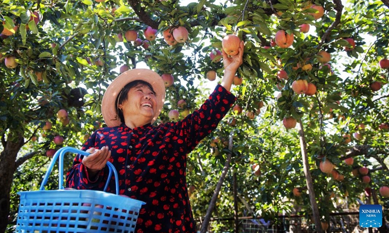 A villager harvests apples in an orchard in Yanghe Town of Jiaozhou, east China's Shandong Province, Oct. 8, 2022.(Photo: Xinhua)