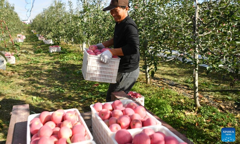 A farmer carries harvested apples at an orchard in Yongxiang Town of Luochuan County, northwest China's Shaanxi Province, Oct. 10, 2022.(Photo: Xinhua)