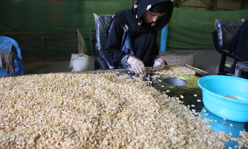 A woman works at a pine nut processing factory in Kabul, Afghanistan, July 30, 2022.(Photo: Xinhua)