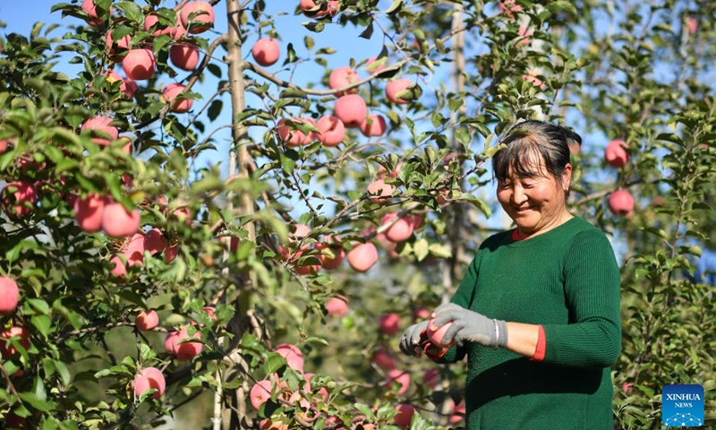 A farmer harvests apples at an orchard in Yongxiang Town of Luochuan County, northwest China's Shaanxi Province, Oct. 10, 2022.(Photo: Xinhua)