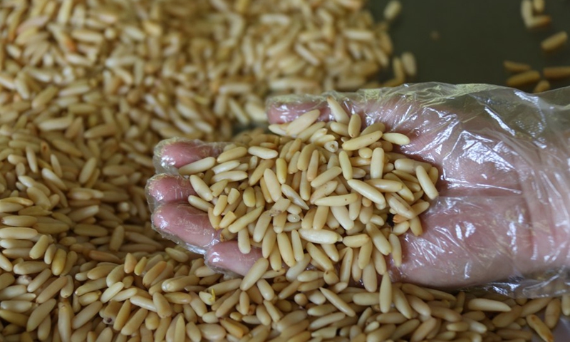 Photo taken on July 30, 2022 shows pine nuts at a pine nut processing factory in Kabul, Afghanistan.(Photo: Xinhua)