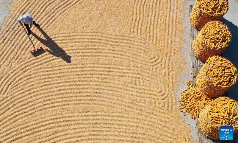 Aerial photo taken on Oct. 10, 2022 shows a villager airing harvested corn in Tancheng County of Linyi City, east China's Shandong Province.(Photo: Xinhua)