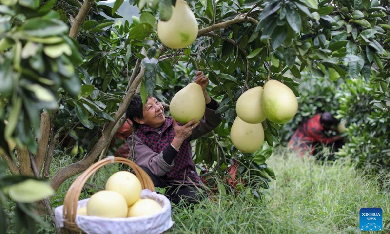 Villagers harvest grapefruits in Fenghua Town of Suiyang County in Zunyi City, southwest China's Guizhou Province, Oct. 10, 2022.(Photo: Xinhua)