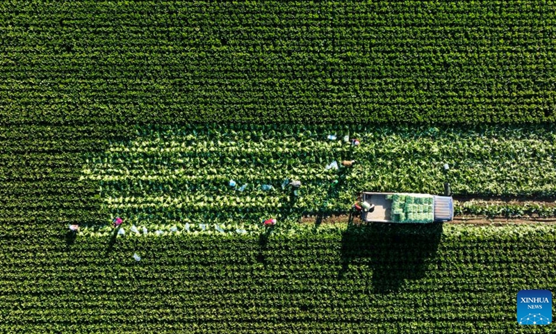 Aerial photo taken on Oct. 10, 2022 shows villagers harvesting Chinese cabbages in Hongqiao Town of Yutian County, north China's Hebei Province.(Photo: Xinhua)