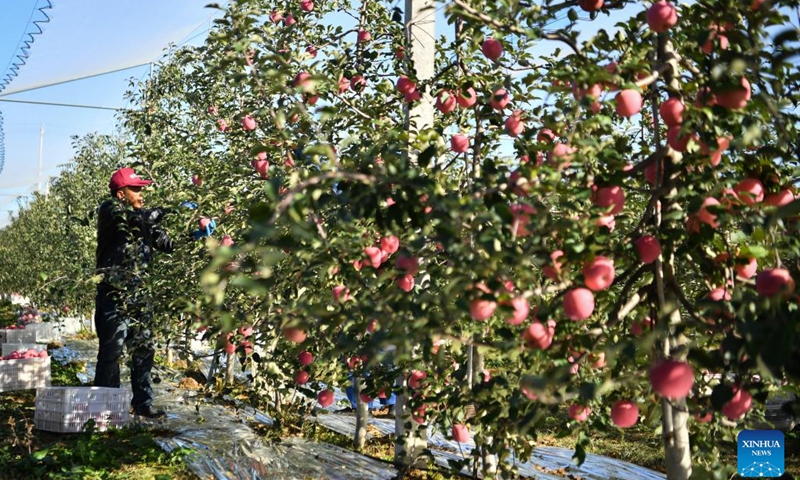 A farmer harvests apples at an orchard in Yongxiang Town of Luochuan County, northwest China's Shaanxi Province, Oct. 10, 2022.(Photo: Xinhua)
