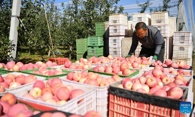 A farmer carries harvested apples at an orchard in Yongxiang Town of Luochuan County, northwest China's Shaanxi Province, Oct. 10, 2022.(Photo: Xinhua)
